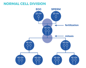 Chart showing normal cell division.