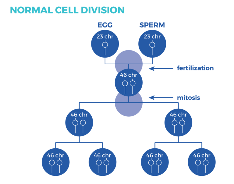 Normal cell division