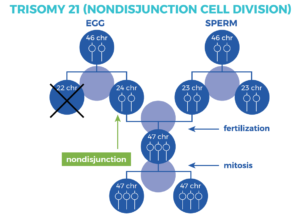 Chart showing the cell division of Trisomy 21 or Nondisjunction in Down syndrome.