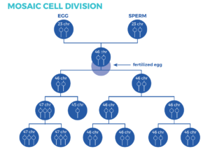 Chart showing the cell division of Mosaicism in Down syndrome.